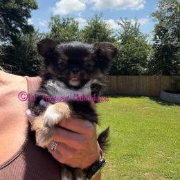 Ferb - Black and tan male Chihuahua puppy in Anderson, South Carolina from Lil Treasures Chihuahuas