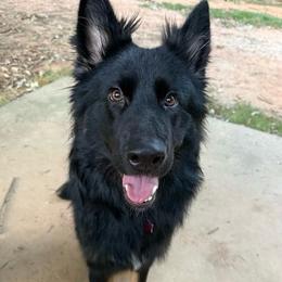 Colt - Black and tan male German Shepherd puppy in Sharon Grove, Kentucky from Julie’s Shepherds
