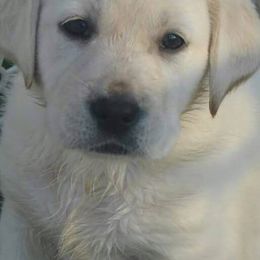 Labrador Retrievers and Olde English Bulldogges from Cold spring Labradors