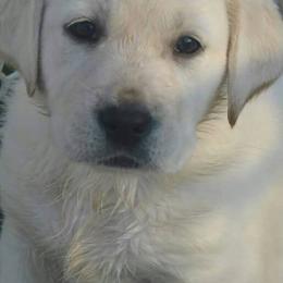 Labrador Retrievers and Olde English Bulldogges from Cold spring Labradors