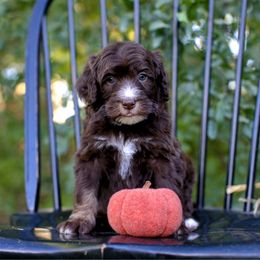 Bronze - Brown male Bernedoodle puppy in Queen Creek, Arizona from Dulcito Doodles