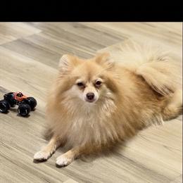 Stella - Orange female Pomeranian puppy in Phoenix, Arizona from Luxpomz