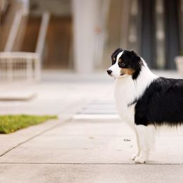 Rhett - Australian Shepherd