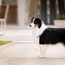 Rhett - Australian Shepherd
