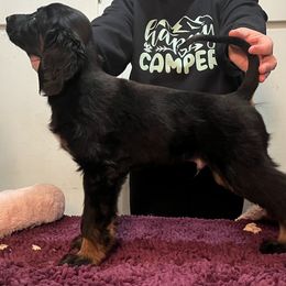 Afghan Hound Puppies from Kelli Kujawa