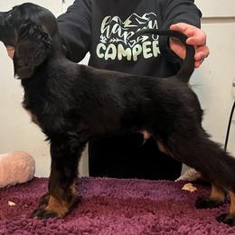 Afghan Hound Puppies from Kelli Kujawa