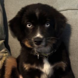 Miniature Australian Shepherds from Sun & Moon Aussies