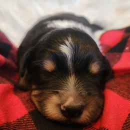 Snoopy - Black tri male Miniature Australian Shepherd puppy in Macomb, Missouri from Faunus Farms and Aussies