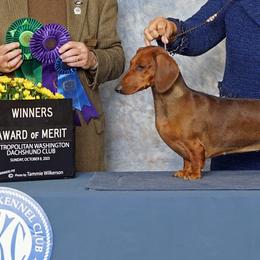 Border Terriers and Dachshunds from Cedar Run Border terriers