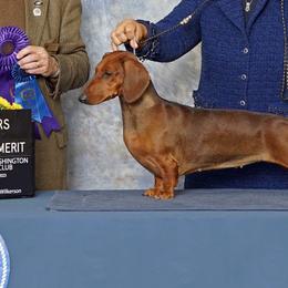 Border Terriers and Dachshunds from Cedar Run Border terriers