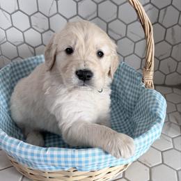 Lucas - Cream male Goldendoodle puppy in Mount Pleasant, Utah from Betty's Goldendoodles