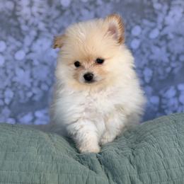 Chihuahua and Pomeranian Puppies from Luxe Paradise House of Chi