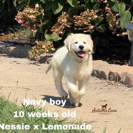 Navy boy - Light golden male Golden Retriever puppy in Knoxville, Tennessee from Autumn Lane Goldens