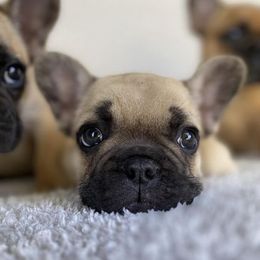French Bulldog Puppies from Bailey French Bulldogs