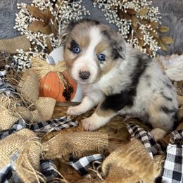 Granite - Blue merle male Miniature Australian Shepherd puppy in California from Eagle River Aussies