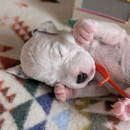 Third pick - White and black male Dalmatian puppy in Austin, Texas from Skye Dalmatians