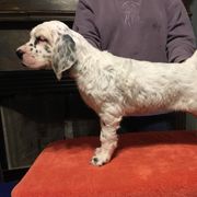 English Setter Puppies from Feathers English Setters