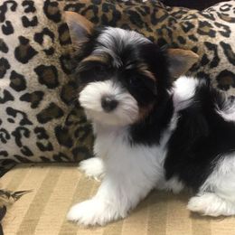 Morkie and Yorkshire Terrier Puppies from Jewels Yorkshire’s