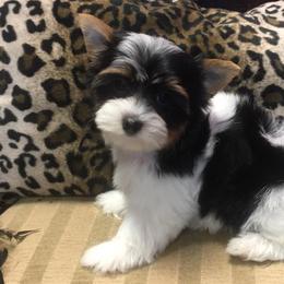 Morkie and Yorkshire Terrier Puppies from Jewels Yorkshire’s
