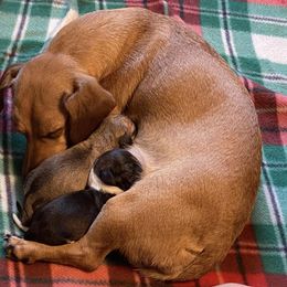 Dachshunds from Land of Oz Dachshunds