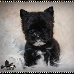 Yorkshire Terrier Puppies from Tinseltown Yorkies