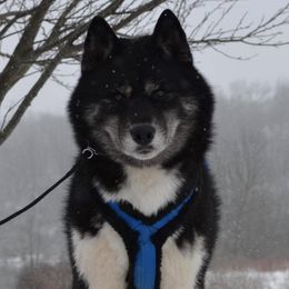 Siberian Huskies from Shawna Wells