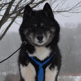 Siberian Huskies from Shawna Wells