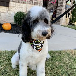 Lucy  - Aussiedoodle