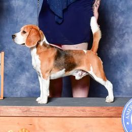 Duke - Beagle