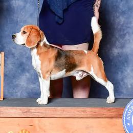 Duke - Beagle