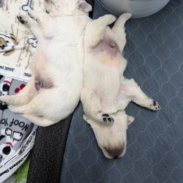 Boy pick 3 - Light golden male Golden Retriever puppy in Waterloo, Indiana from All 4 Paws of Pheasant Run