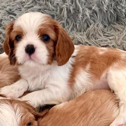 Girl 1 - Cavalier King Charles Spaniel puppy in Mt. Ulla, North Carolina from Divine Cavaliers