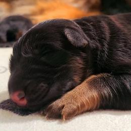 Boy 2 - Black and red male German Shepherd puppy in Charlotte, North Carolina from Zuflucht K9s