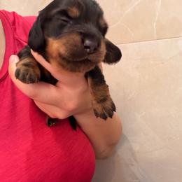 Steve - Black and tan male Dachshund puppy in Southwest Ranches, Florida from Breezy Florida Dachshunds