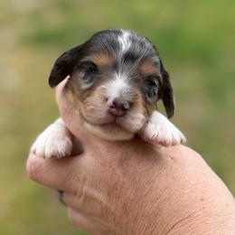Carrot - Dapple male Dachshund puppy in London, Kentucky from Steele Half Acre Homestead