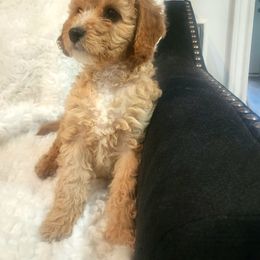 Goldendoodle Puppies from KK's Doodle Bunch