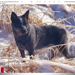 Bella - Australian Cattle Dog