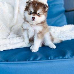 Girl 1 - Chocolate female Pomsky puppy in Yavapai County, Arizona from Pawsh Pomskies