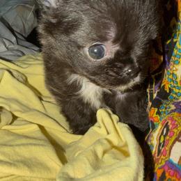 Black with white on her chest - Black and white female Chihuahua puppy in Amelia, Virginia from Pannell’s Precious Pups