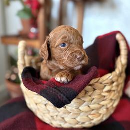 Boy 2 - Apricot male Goldendoodle puppy in Washington, Illinois from Lola Bear Goldendoodles