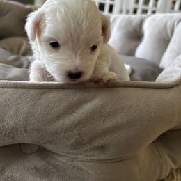 Havanese, Havapoo, and Poodle Puppies from Parlor Pups