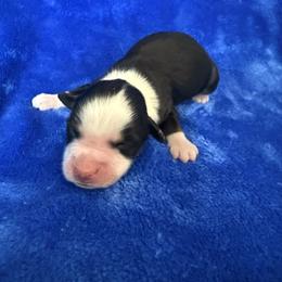 Boots - Black tri male Miniature American Shepherd puppy in Godley, Texas from Bradley Kennels