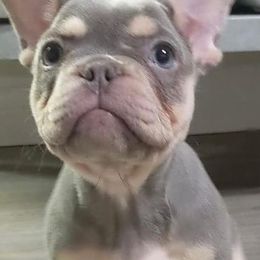 French Bulldogs from Southland Frenchies