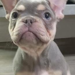French Bulldogs from Southland Frenchies