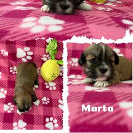 Marta - Red gold female Lhasa Apso puppy in Cincinnati, Ohio from Shangri-La Lhasa Apsos