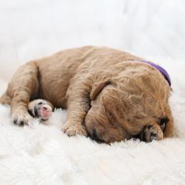 Honey - Apricot female Goldendoodle puppy in Cherry Creek, New York from Doodles Pups of NY
