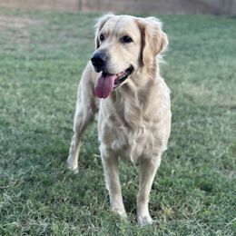Luna - Golden Retriever