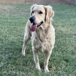 Luna - Golden Retriever