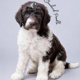 Susie - Parti female Poodle puppy in Spring Hills, Florida from The Olympus Standard Poodle
