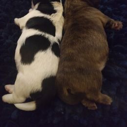 Shih Tzu puppies from Shih Tzu Knot
